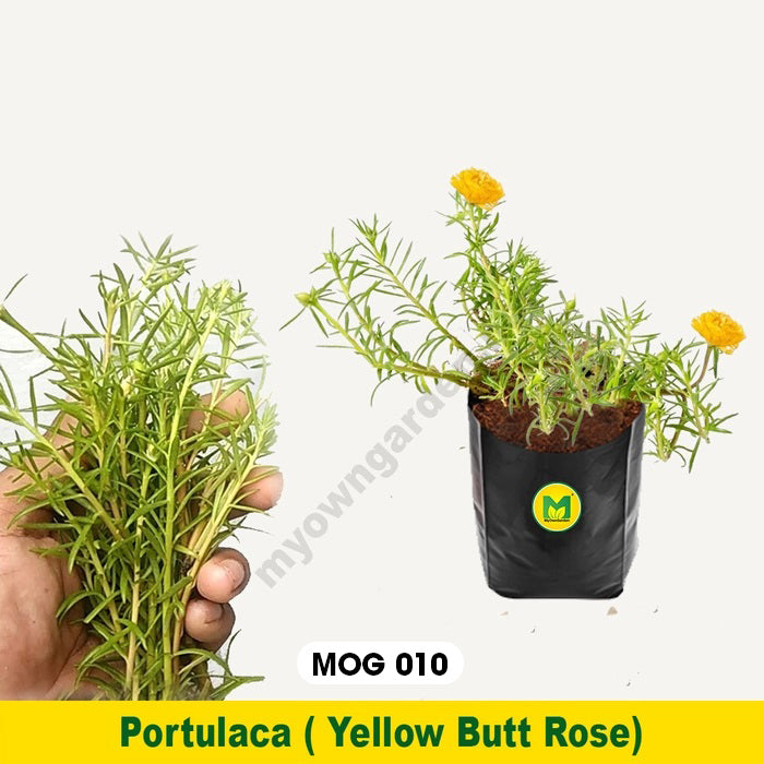 Portulaca Plant Yellow Colour MOG-010