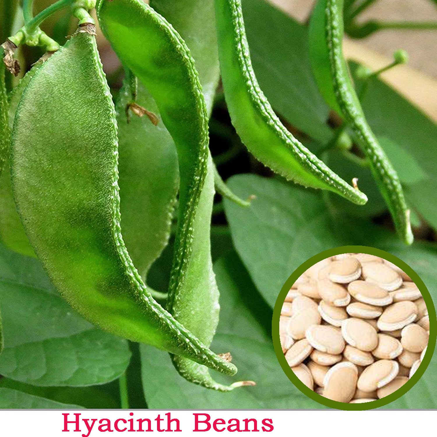 Hyacinth Beans Seed