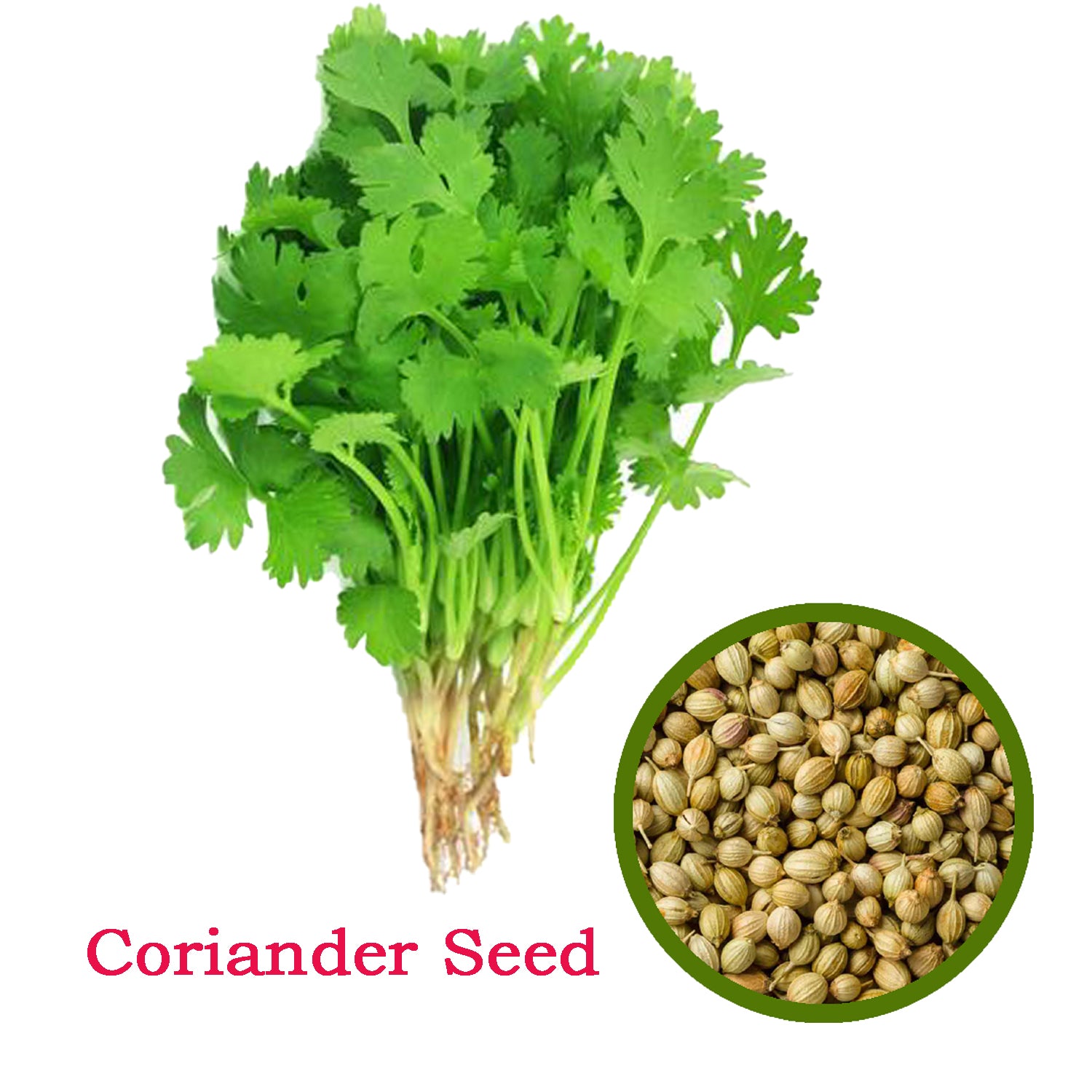 Coriander Seeds