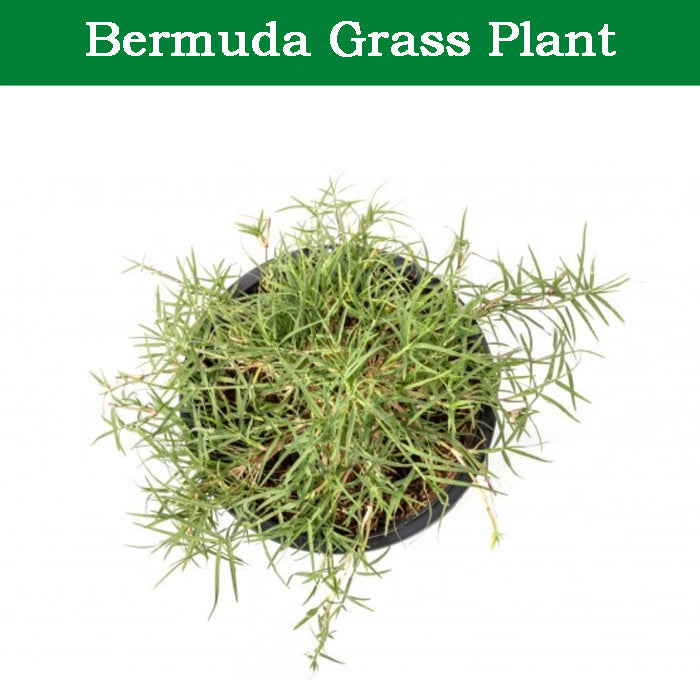 Bermuda Grass Plant