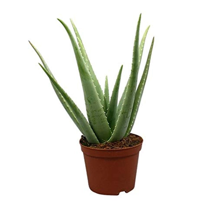 Aloe Vera Plant