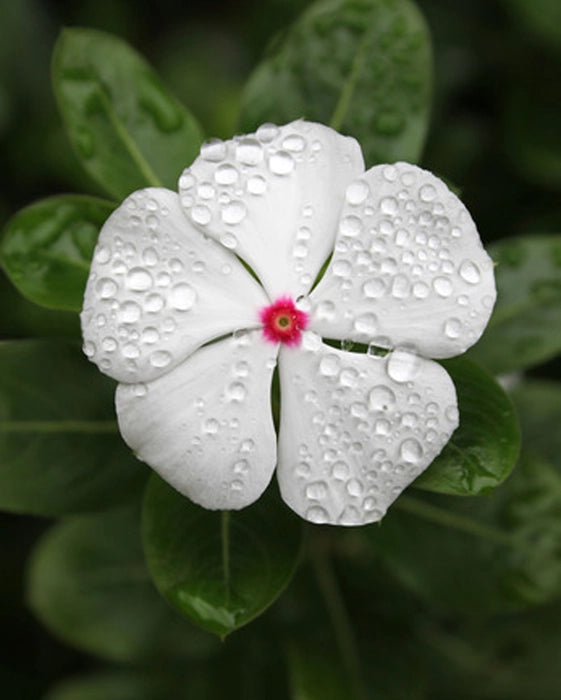 Bright Eyes Plant - White