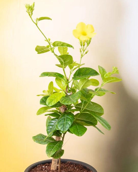 Alamanda Creeper Plant