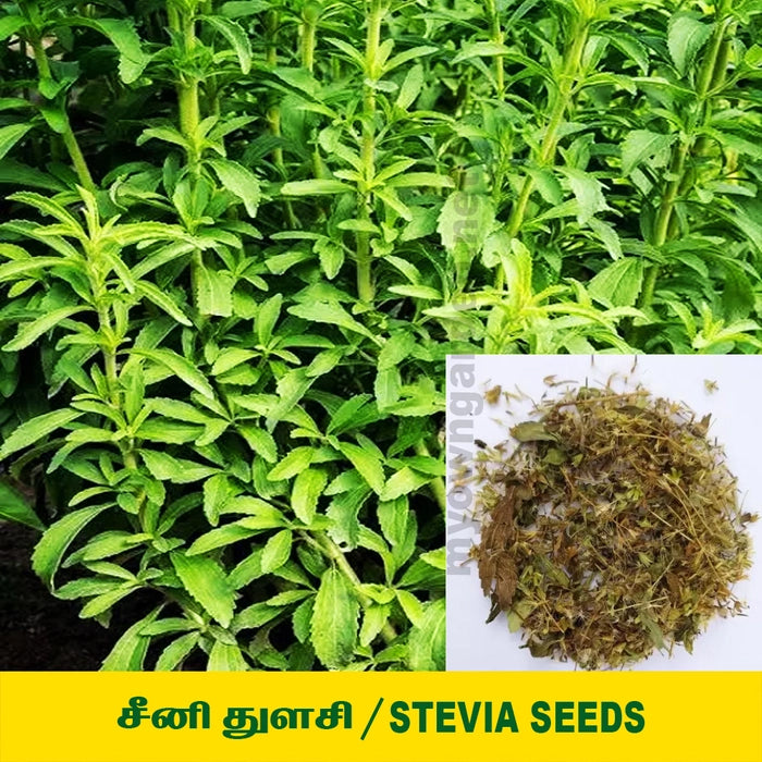 Stevia Seed