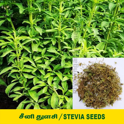 Stevia Seed