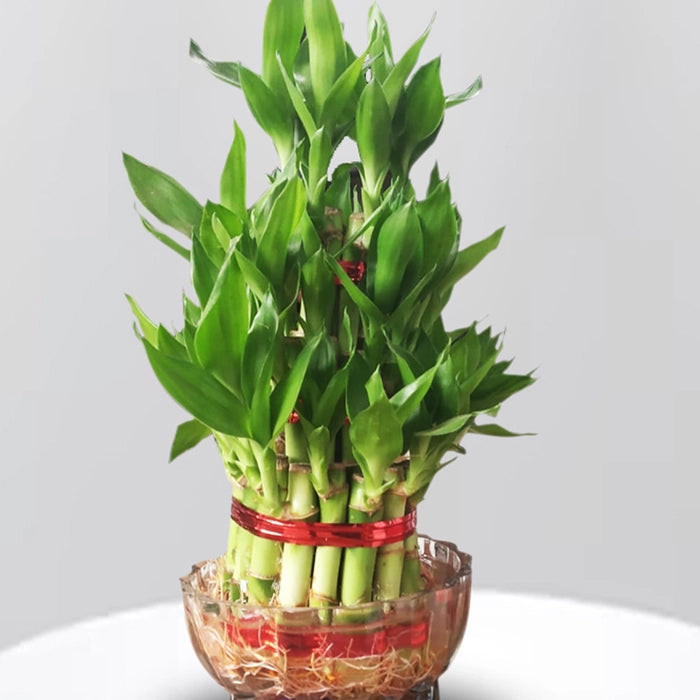 3 Layer Lucky Bamboo with Bowl