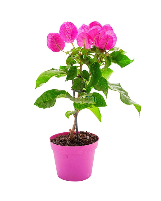 Bougainvillea Plant - Pink