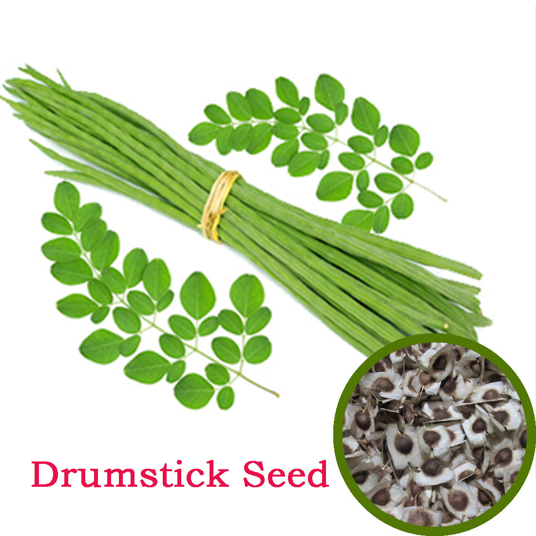 Drumstick Seeds