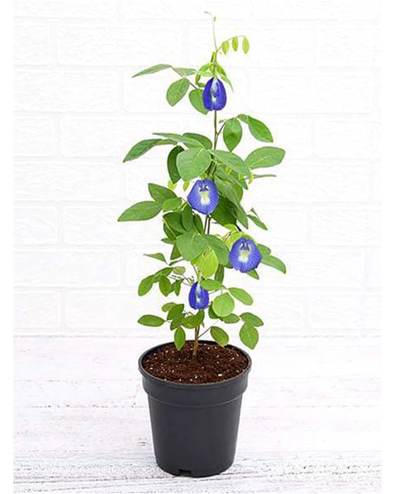 Sangu Poo Plant - Blue