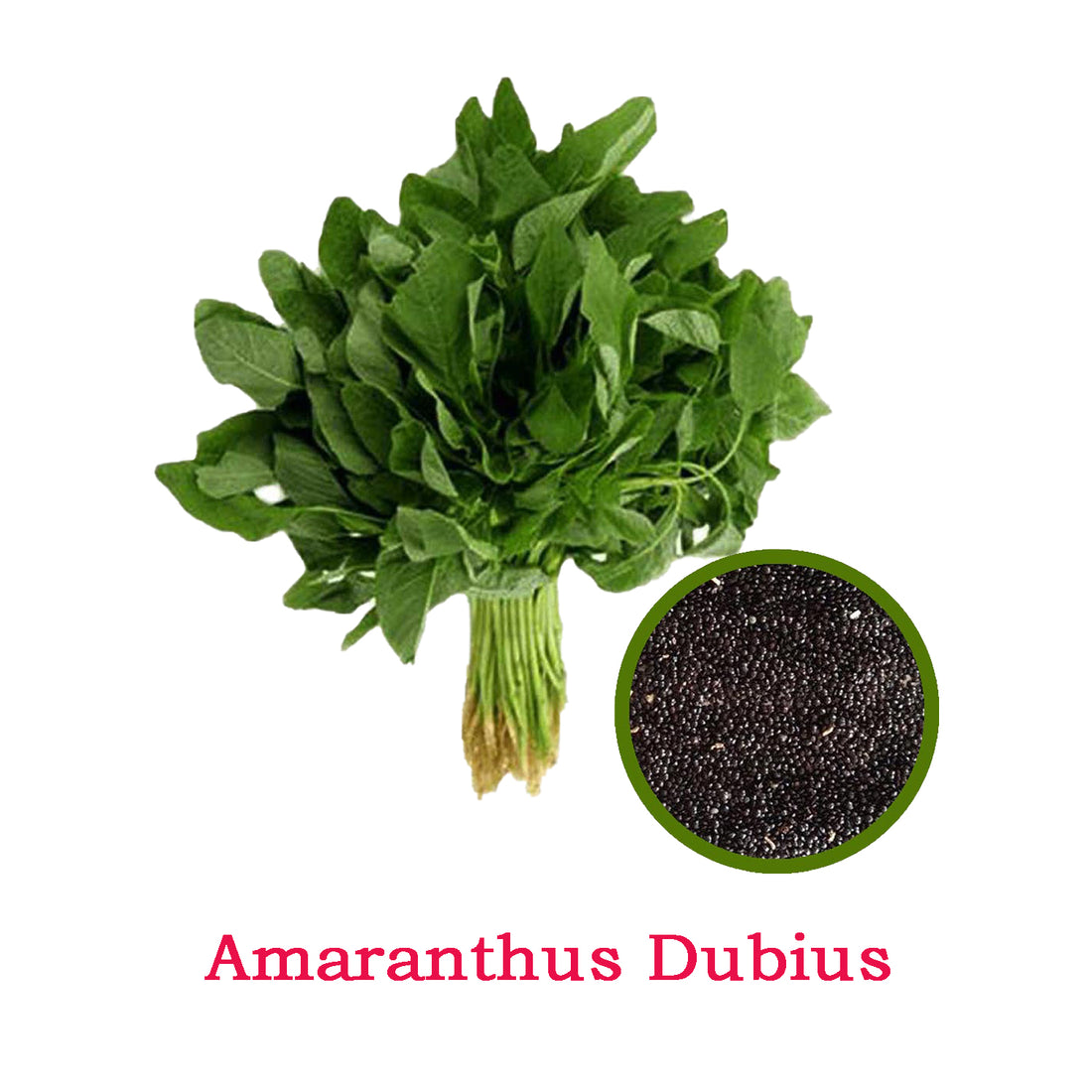 Spinach Seed (Amaranthus Dubius)