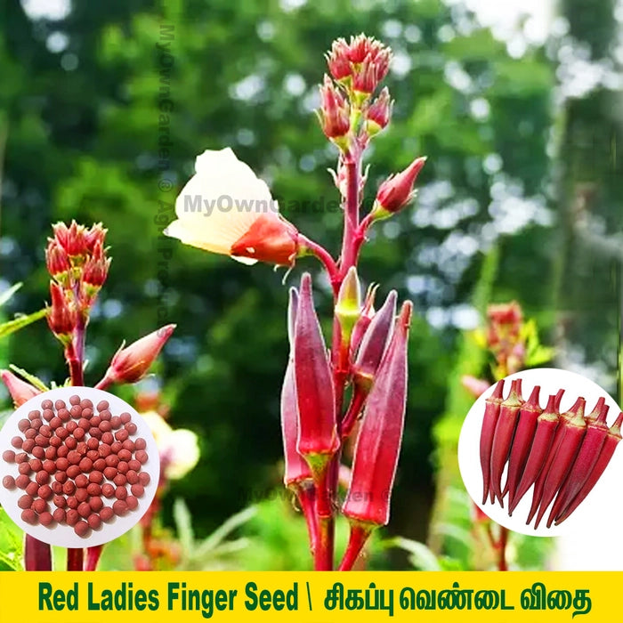 Red Ladies Finger Seed