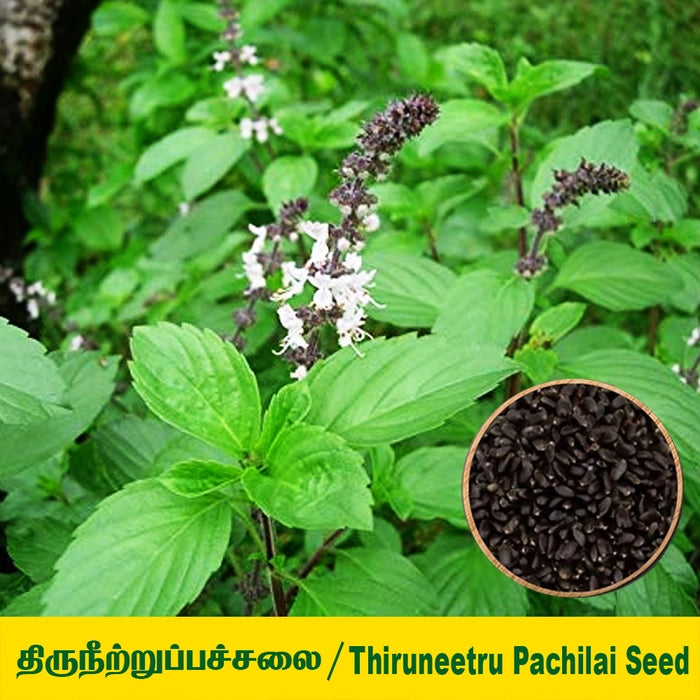 Sweet Basil or Killi Basil Seed