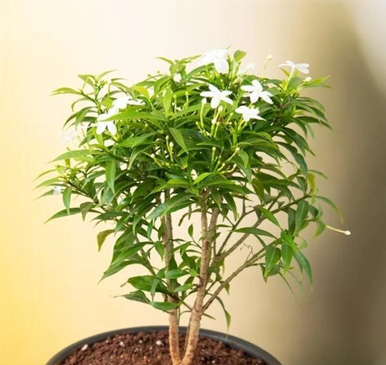 Mini Nanthiyavattai Plant