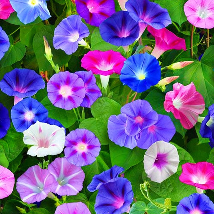 Morning Glory Flower Seeds