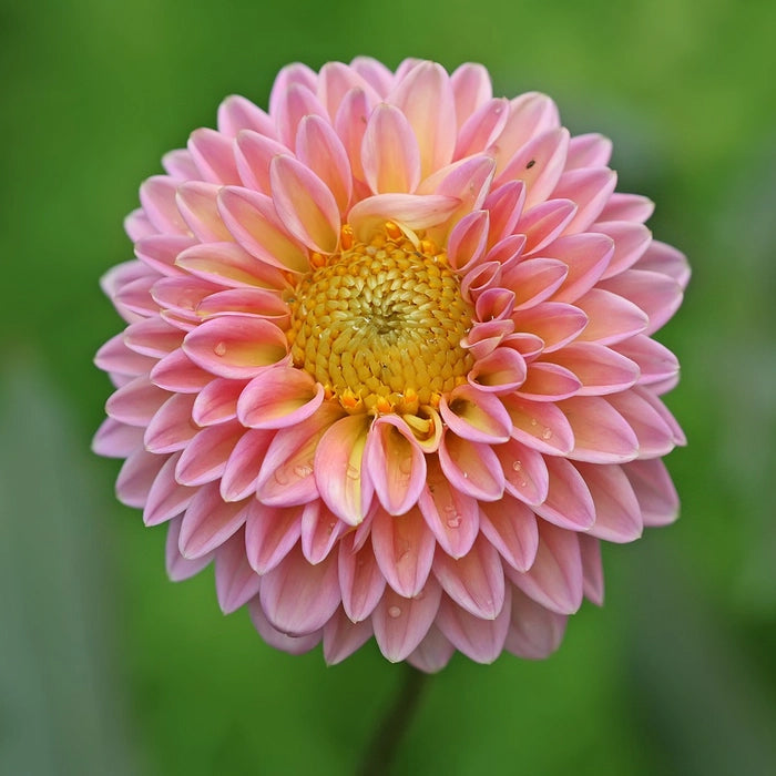 Dahlia Flower Seeds