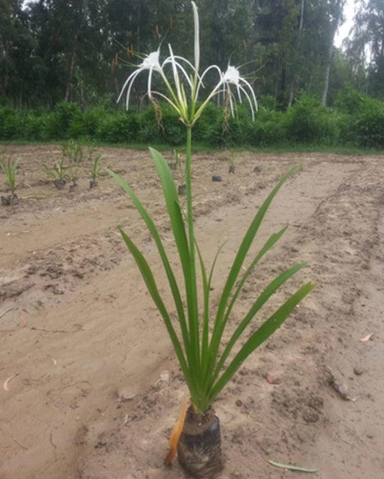 Spider Lily - White