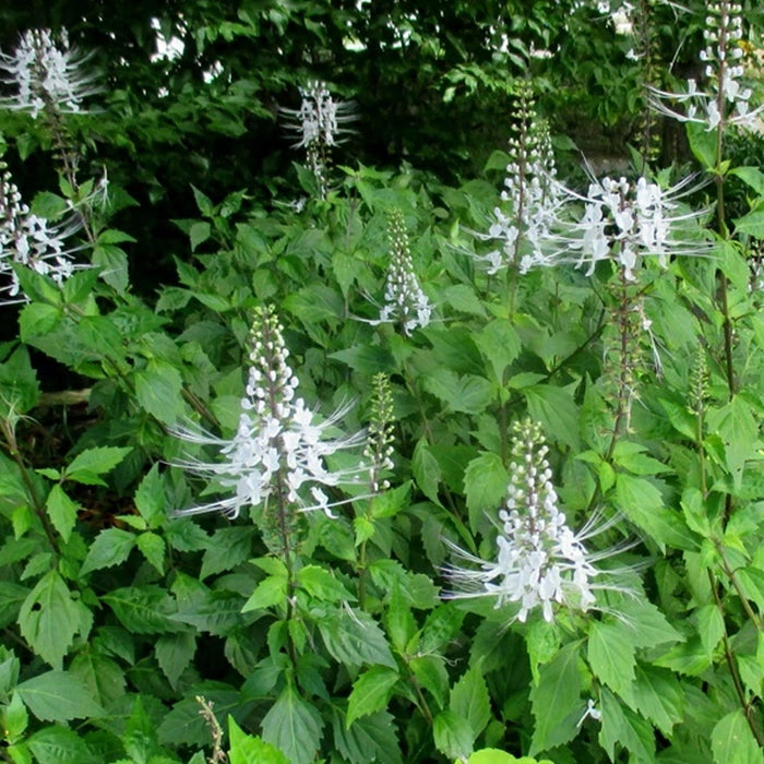 Cat Whiskers Plant