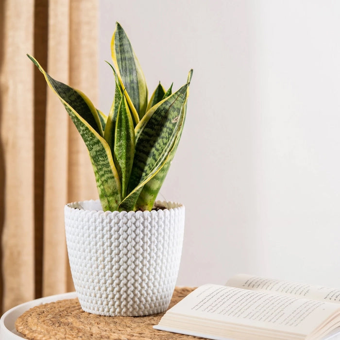 Snake Plant - Short