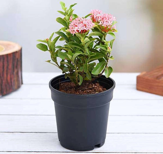 Ixora Mini Plant - Pink