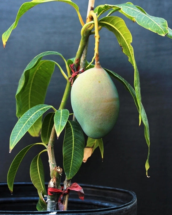 Mango Plant