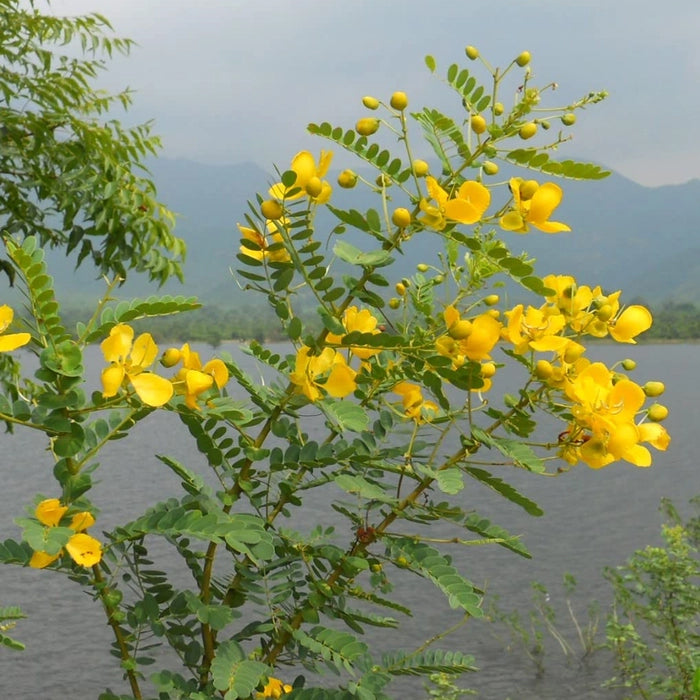 Senna Auriculata Plant