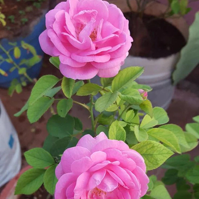 Paneer Rose Plant