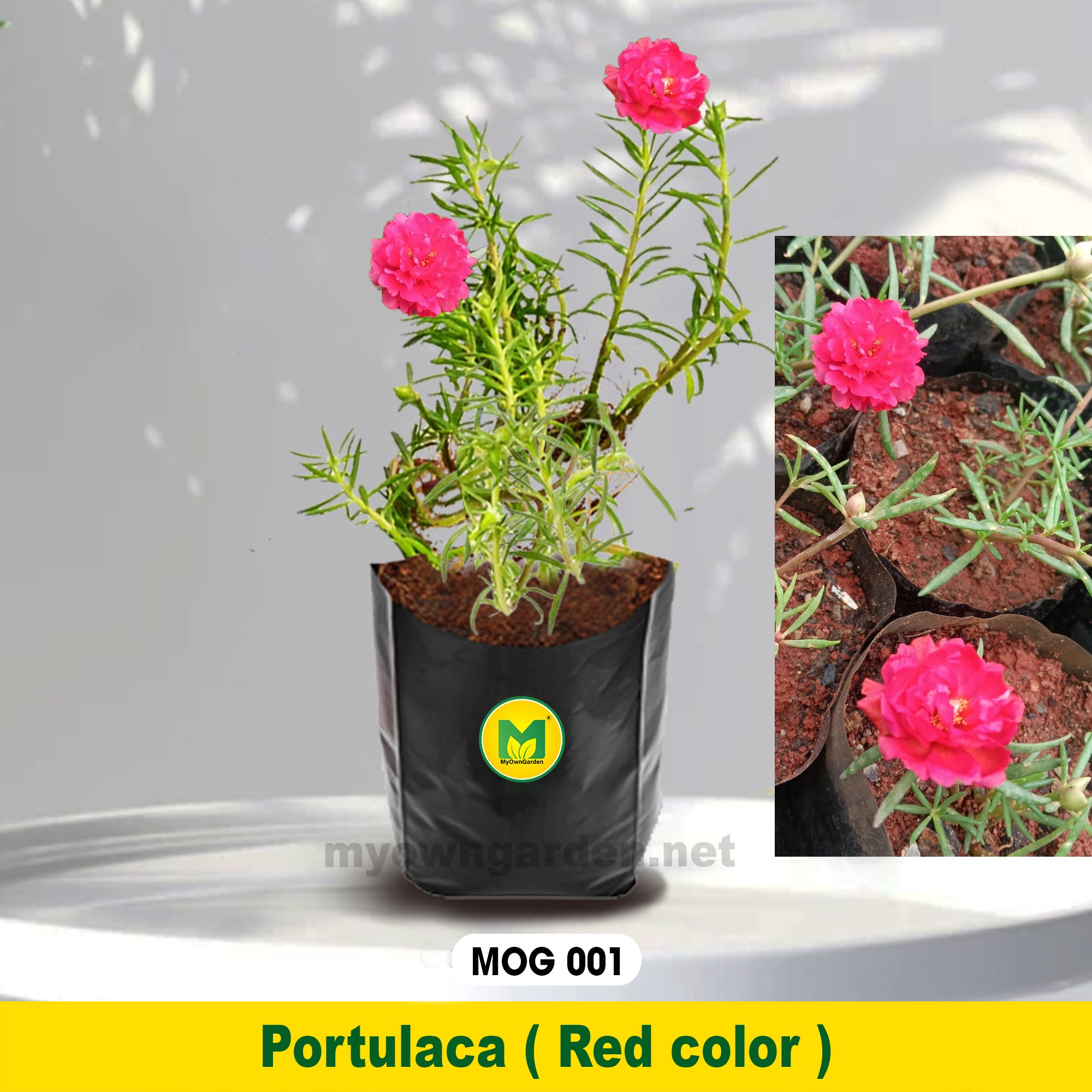 Portulaca Plant Red Colour MOG-001