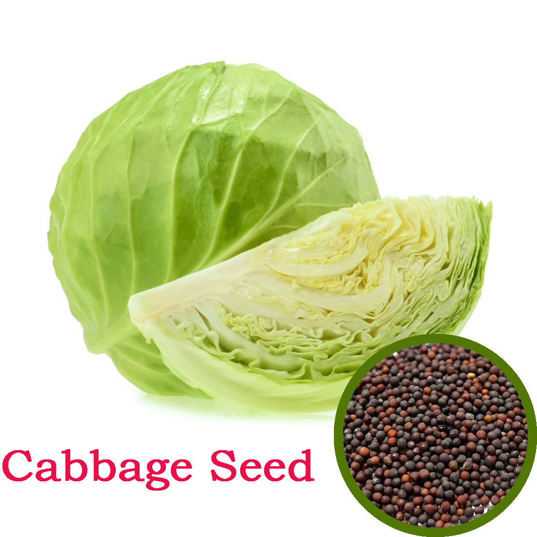 Cabbage Seeds