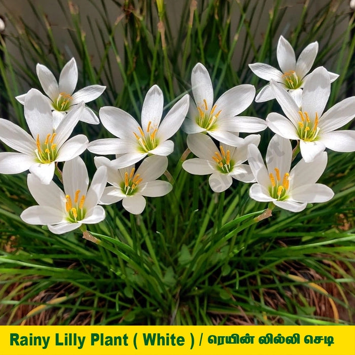 Rain Lily Plant - White Colour