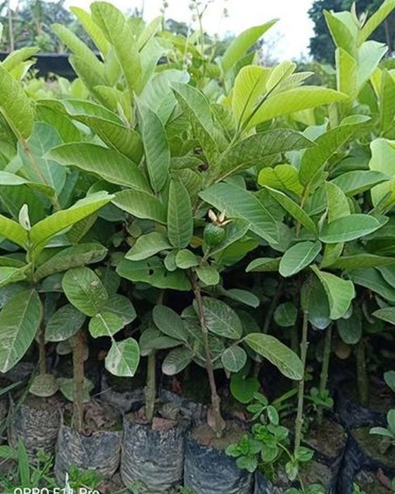 Guava Plant