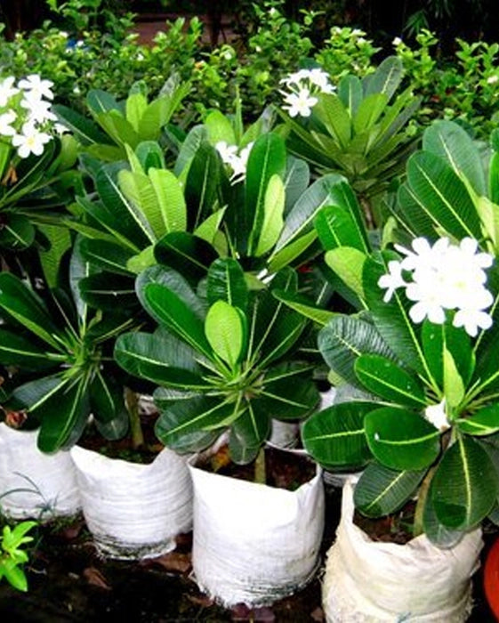 Plumeria Plant - White