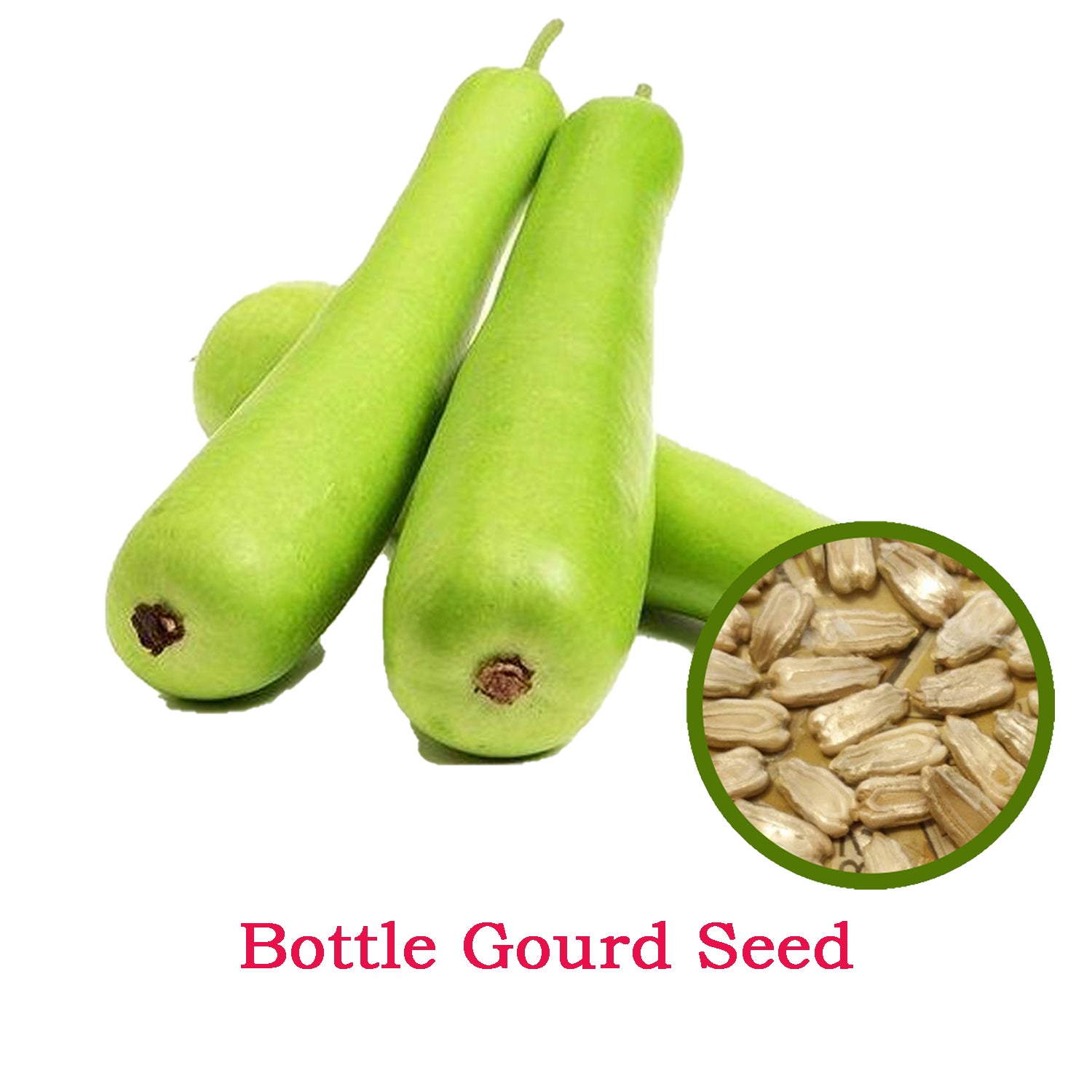 Bottle Gourd Seeds