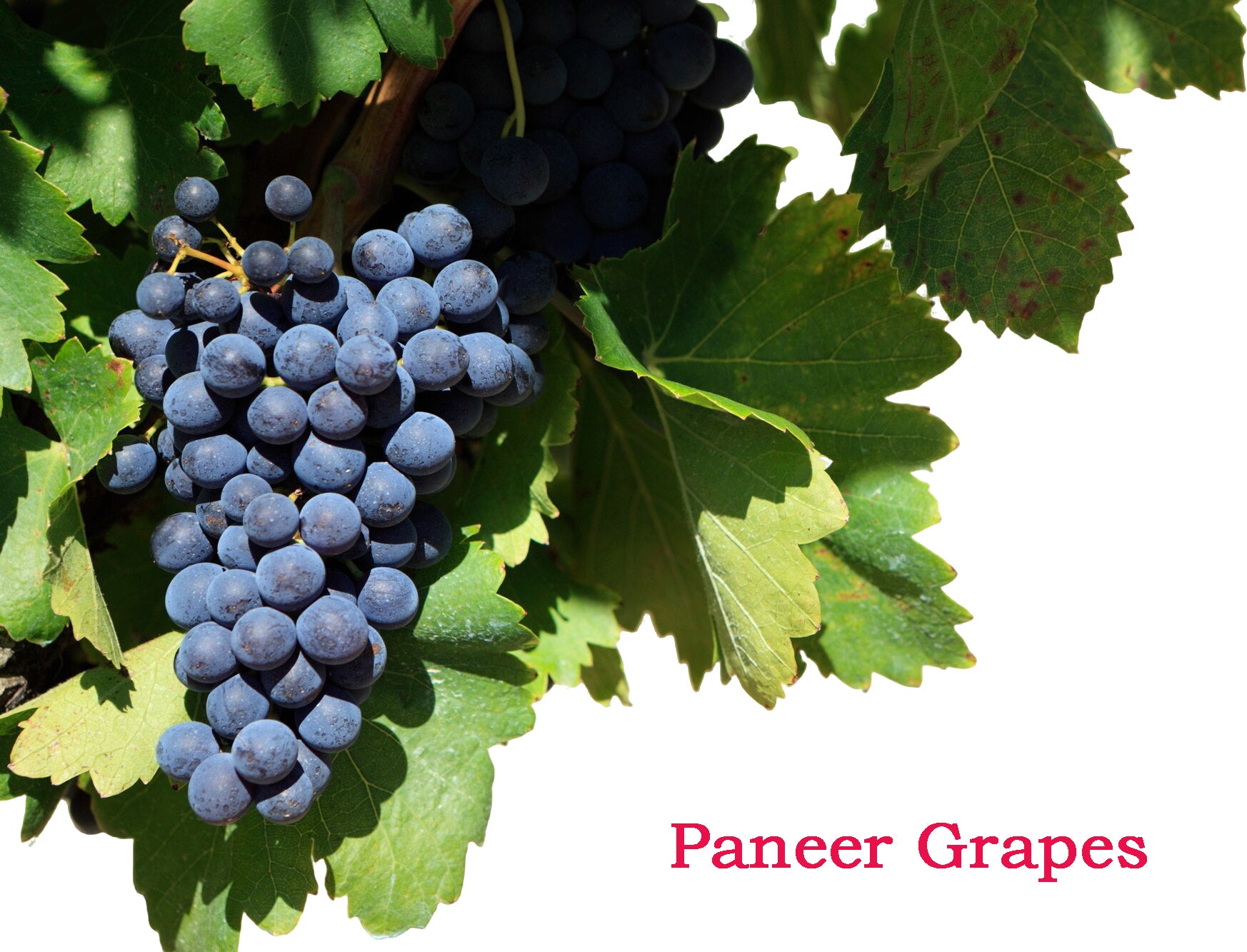 Paneer Grapes Plant