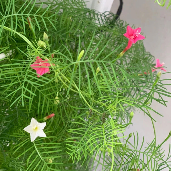 Cypress Vine Seeds