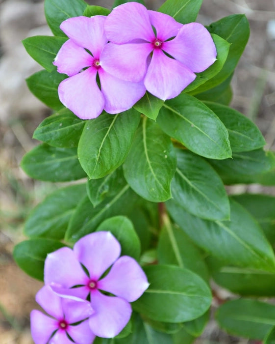 Nithya Kalyani Plant - Pink