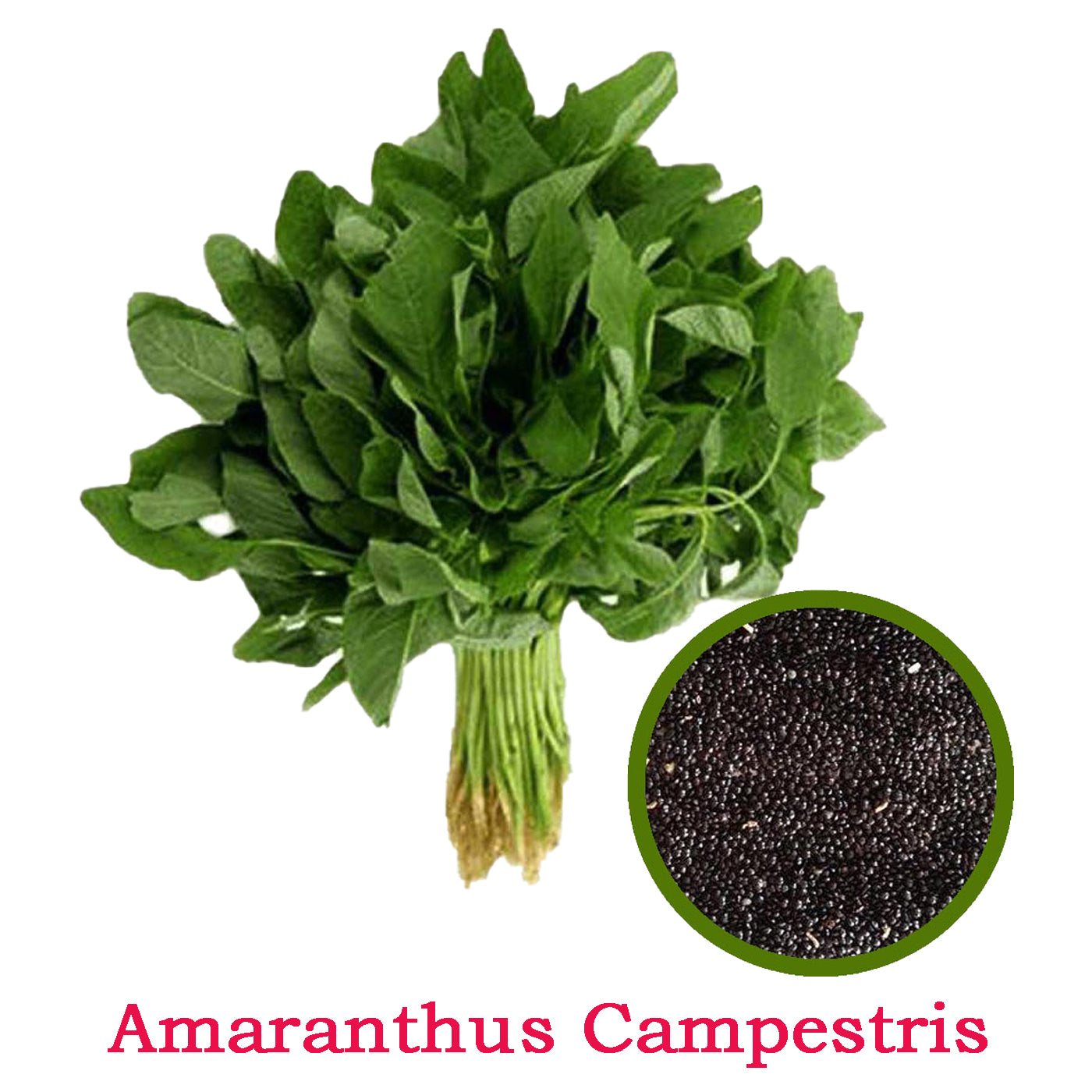 Amaranthus Campestris