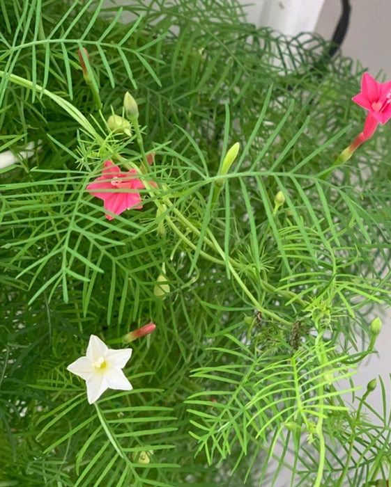 Cypress Vine Plant