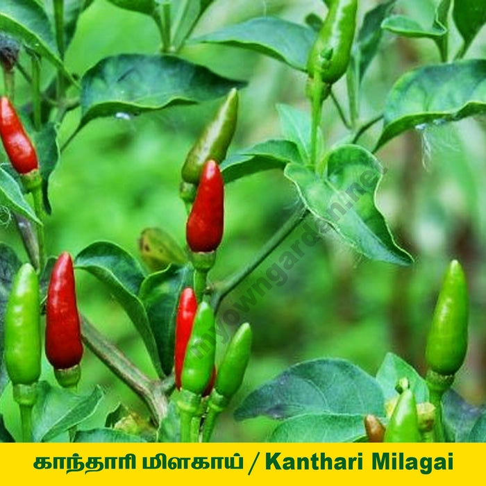 Kanthari Chilly Seed