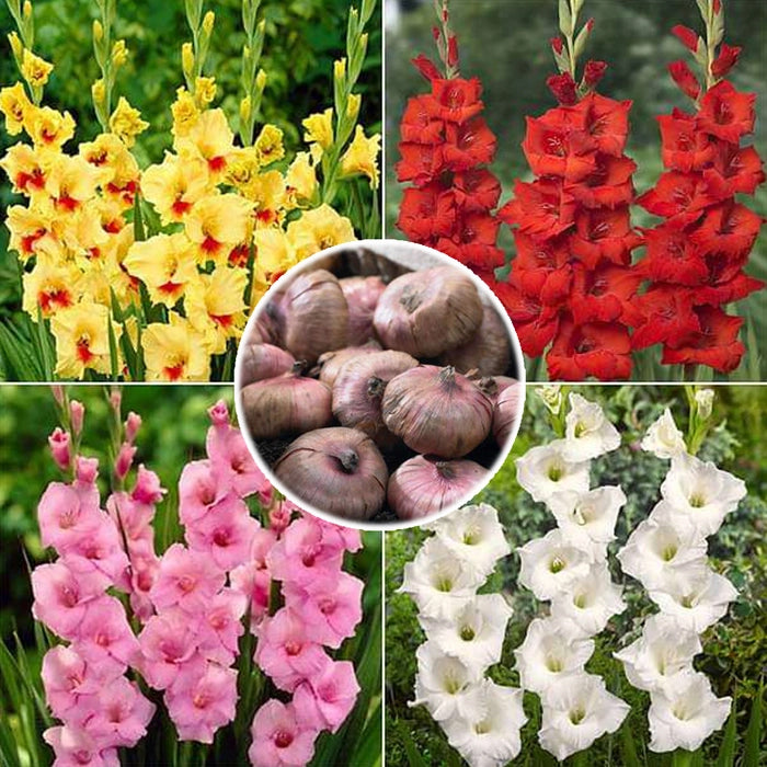 Gladiolus Bulb - Random Colors - Set of 4