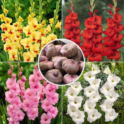 Gladiolus Bulb - Random Colors - Set of 4