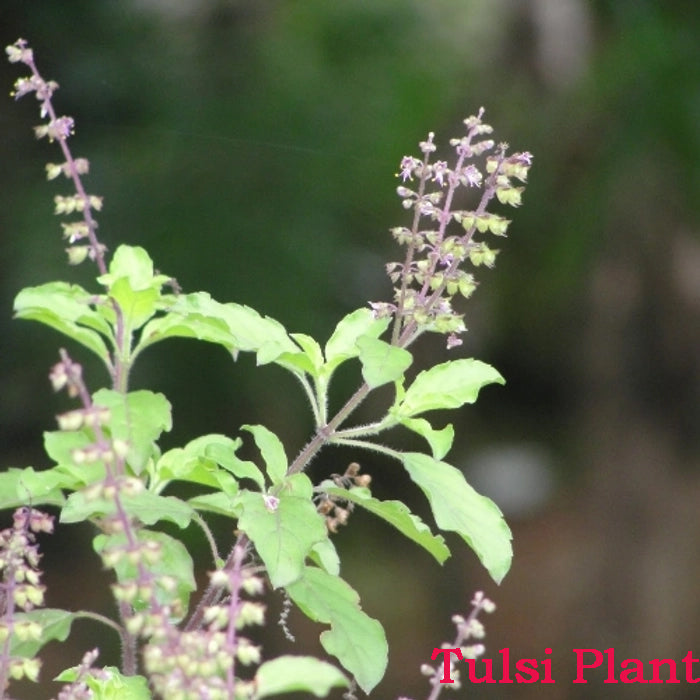 Tulsi Plant