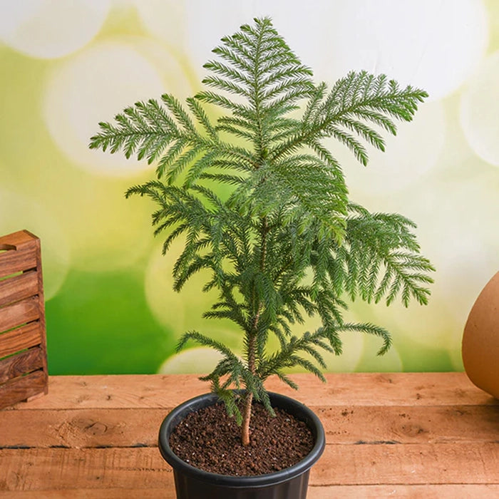 Christmas Tree Plant