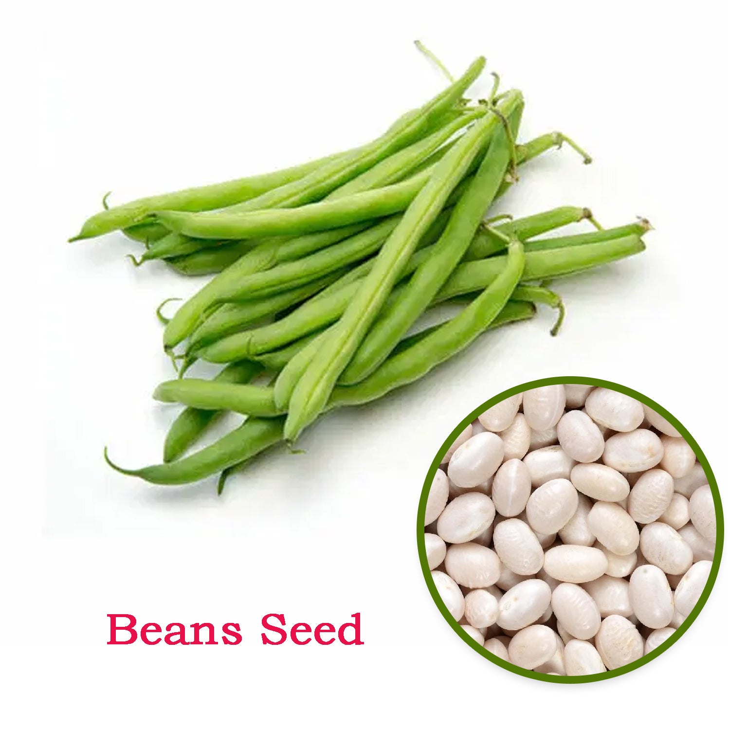 Beans Seed