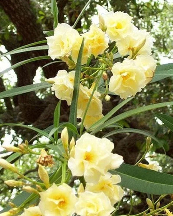 Arali Plant - Yellow