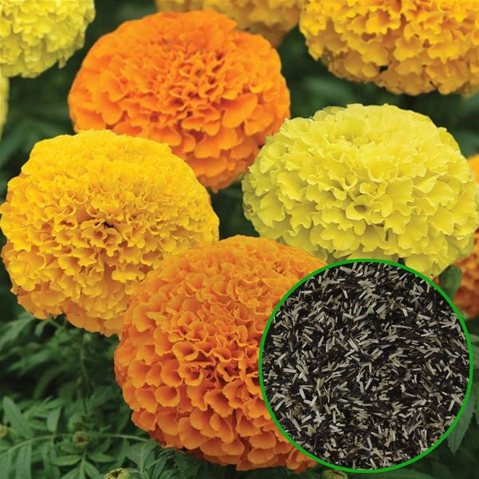 Marigold Seed