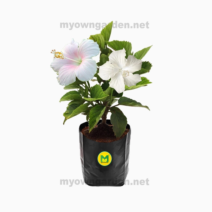 Hibiscus Plant - White