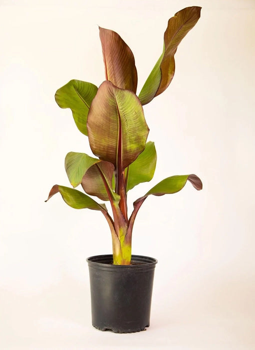 Red Banana Plant