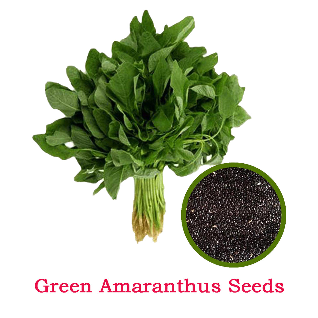 Green Amaranthus Seeds