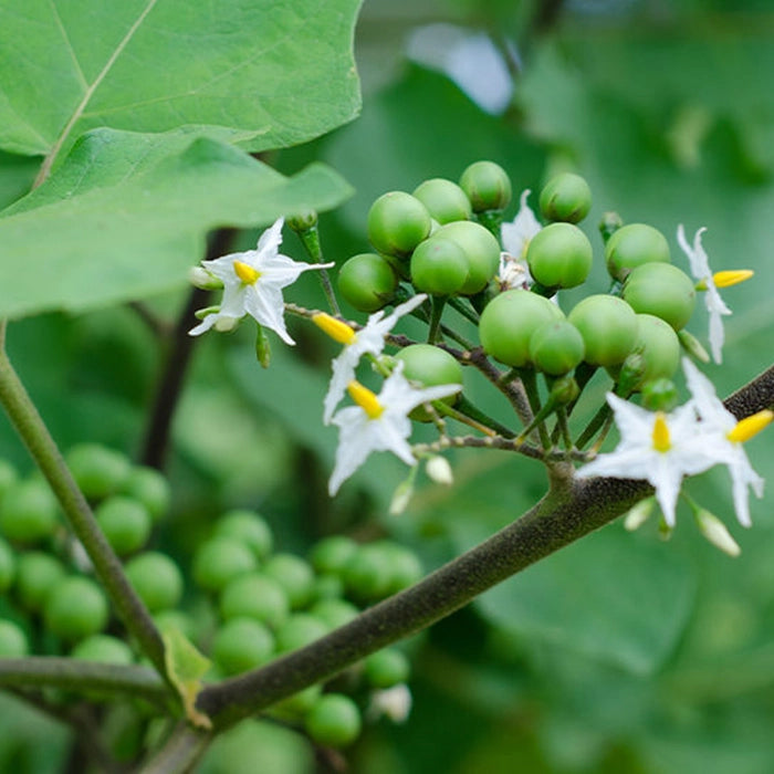 Turkey berry Plant