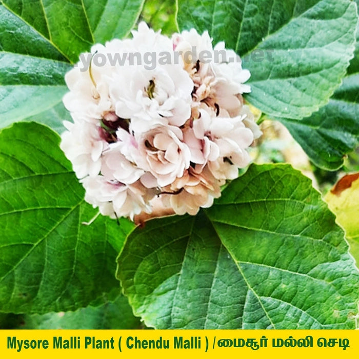 Mysore Jasmine